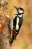 Image. Great Spotted Woodpecker