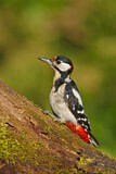 Image. Great Spotted Woodpecker