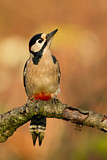 Image. Great Spotted Woodpecker