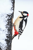 Image. Great Spotted Woodpecker