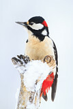 Image. Great Spotted Woodpecker