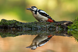 Image. Great Spotted Woodpecker