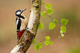 Image. Great Spotted Woodpecker