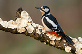 Image. Great Spotted Woodpecker