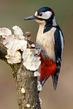 Image. Great Spotted Woodpecker
