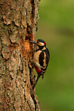 Image. Great Spotted Woodpecker