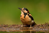 Image. Great Spotted Woodpecker