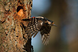 Image. Great Spotted Woodpecker
