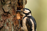 Image. Great Spotted Woodpecker