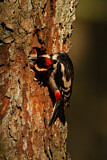 Image. Great Spotted Woodpecker