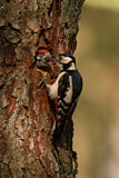 Image. Great Spotted Woodpecker