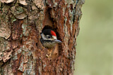 Image. Great Spotted Woodpecker