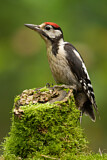 Image. Great Spotted Woodpecker
