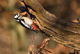 Image. Great Spotted Woodpecker