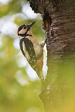 Image. Great Spotted Woodpecker