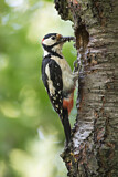 Image. Great Spotted Woodpecker