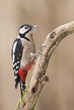Image. Great Spotted Woodpecker