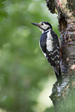 Image. Great Spotted Woodpecker