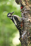 Image. Great Spotted Woodpecker