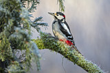 Image. Great Spotted Woodpecker