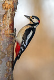 Image. Great Spotted Woodpecker