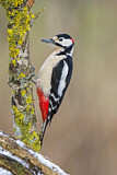 Image. Great Spotted Woodpecker