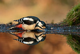 Image. Great Spotted Woodpecker