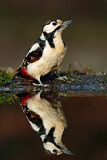 Image. Great Spotted Woodpecker