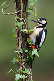 Image. Great Spotted Woodpecker