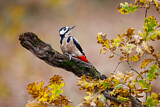 Image. Great Spotted Woodpecker