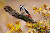 Image. Great Spotted Woodpecker