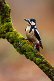 Image. Great Spotted Woodpecker