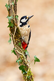 Image. Great Spotted Woodpecker