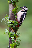 Image. Great Spotted Woodpecker