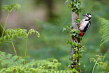 Image. Great Spotted Woodpecker