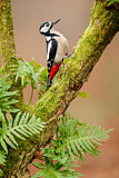 Image. Great Spotted Woodpecker