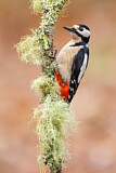 Image. Great Spotted Woodpecker