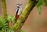 Image. Great Spotted Woodpecker