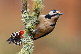Image. Great Spotted Woodpecker