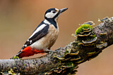Image. Great Spotted Woodpecker