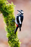 Image. Great Spotted Woodpecker