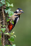 Image. Great Spotted Woodpecker