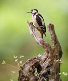 Image. Great Spotted Woodpecker