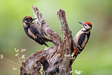 Image. Great Spotted Woodpecker