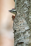 Image. Great Spotted Woodpecker