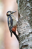 Image. Great Spotted Woodpecker