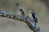 Image. Great Spotted Woodpecker