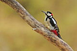 Image. Great Spotted Woodpecker