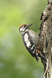 Image. Great Spotted Woodpecker