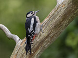 Image. Great Spotted Woodpecker
